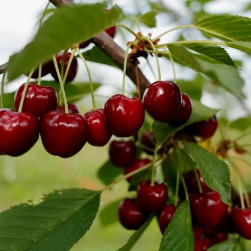 Prunus cerasus 'Haritonovskaja' - Hapu kirsipuu 'Haritonovskaja' C7/7L